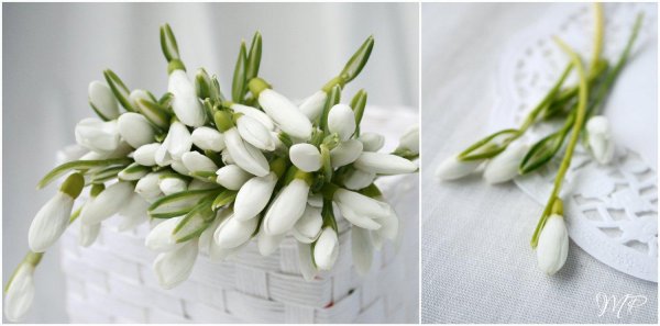 весенний букет подснежников