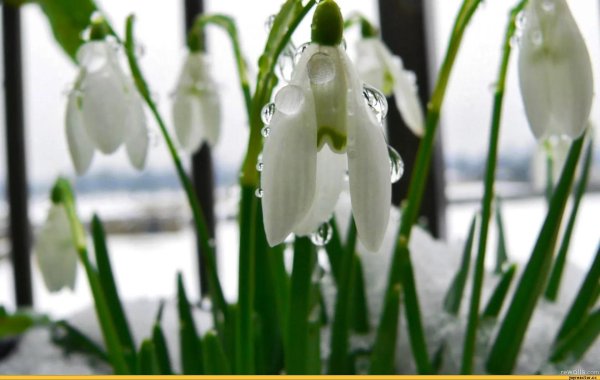 цветок подснежник