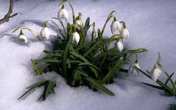 пролеска крокус галантус