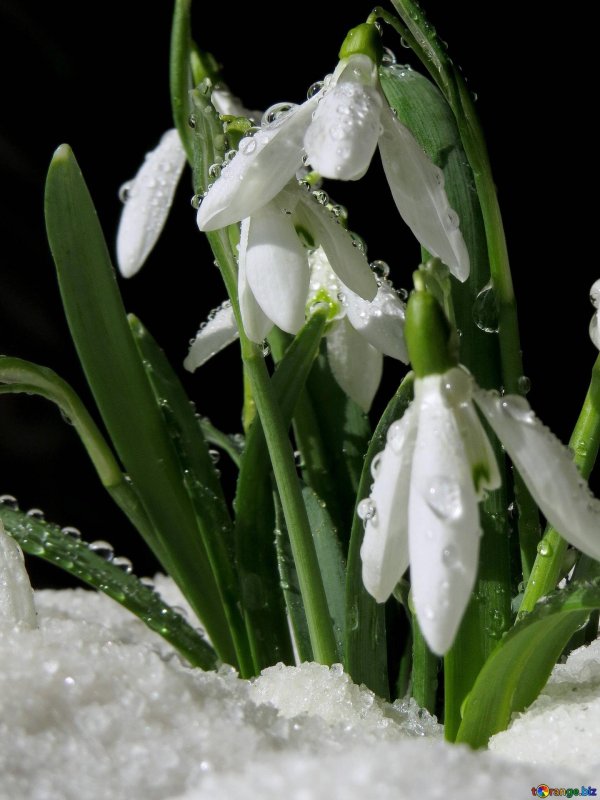 подснежник офелия