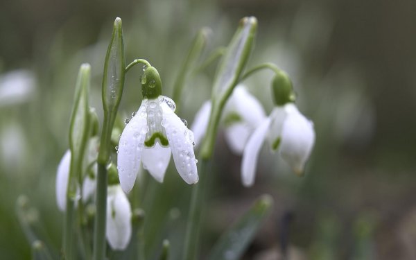 лепесток подснежника