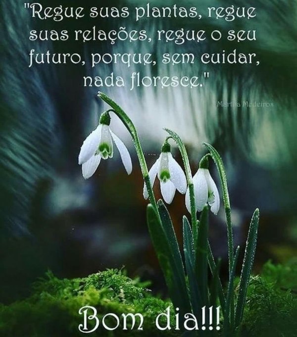 первоцветы подснежники