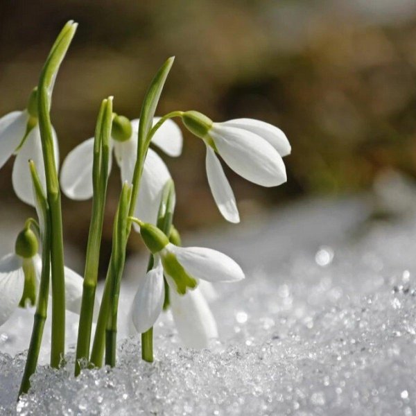 весенние подснежники