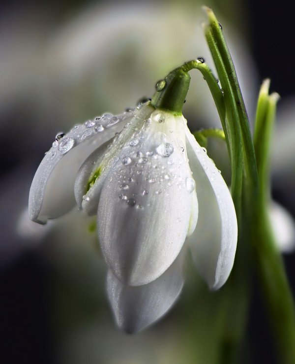 белые подснежники