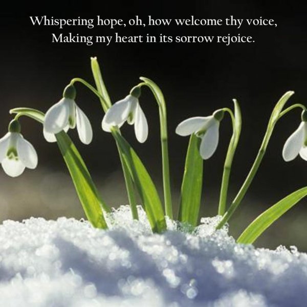 подснежники в снегу