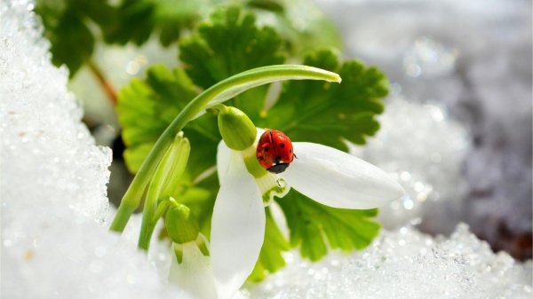 коровка божья