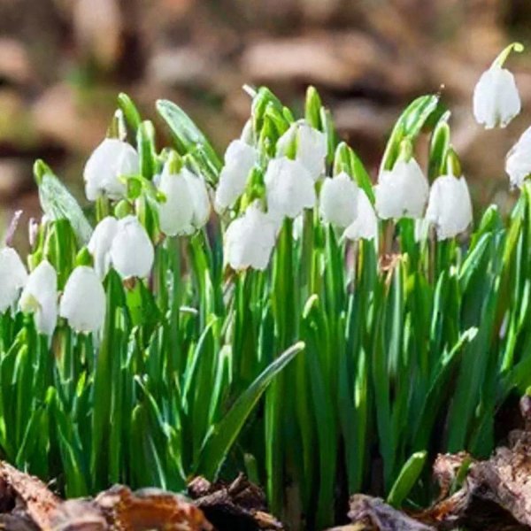 подснежники лесные