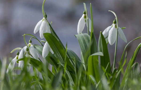 алтайский подснежник