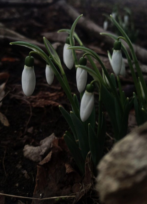 подснежники эстетика