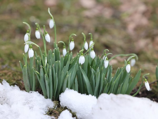 подснежники дальневосточные