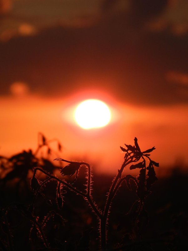 солнце на рассвете