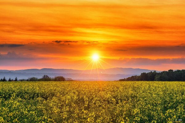 поле солнце