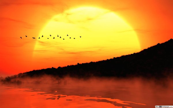 птицы на закате