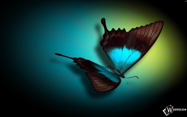 бабочка синий