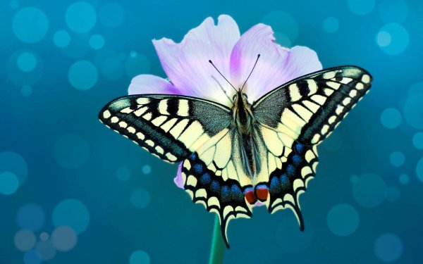 бабочка махаон