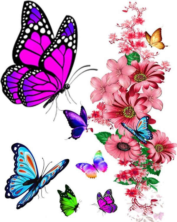 рисунок бабочек