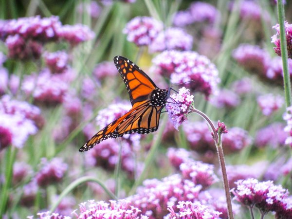 monarch butterfly