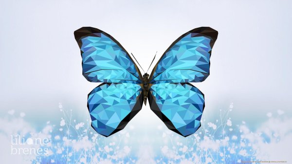 бабочка индиго