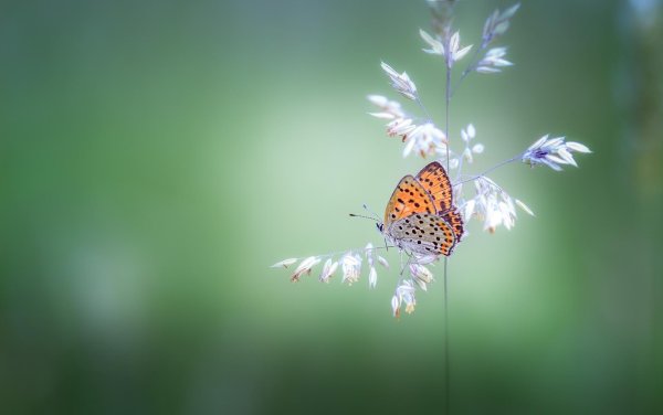 красивый фон с бабочками
