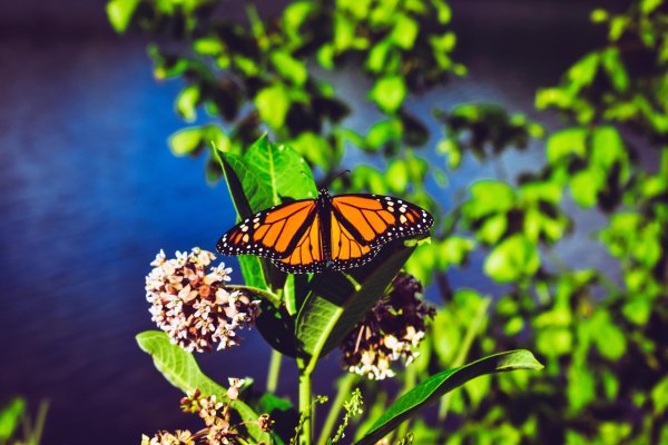 monarch butterfly
