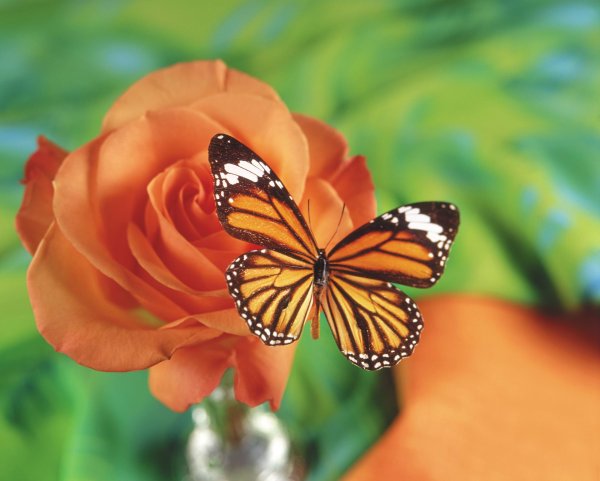 бабочки цветочки