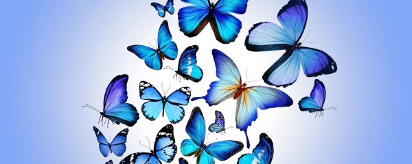 бабочки голубые много
