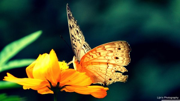 обои на рабочий стол бабочки