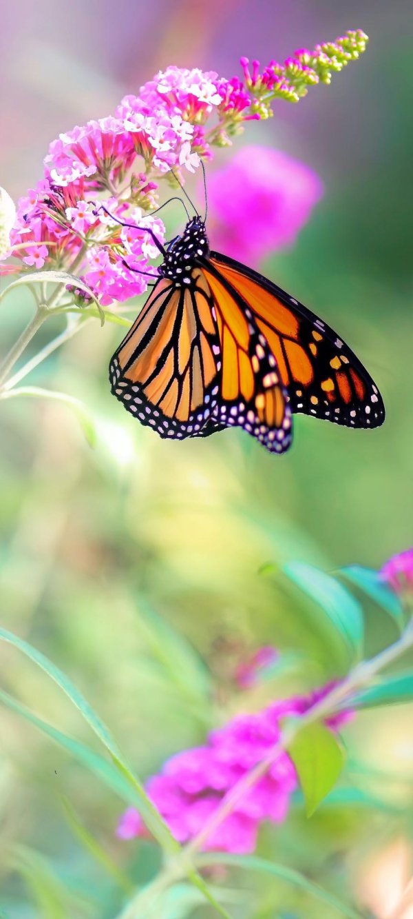 monarch butterfly