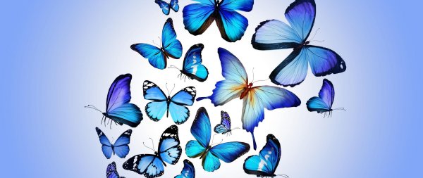 бабочка синий