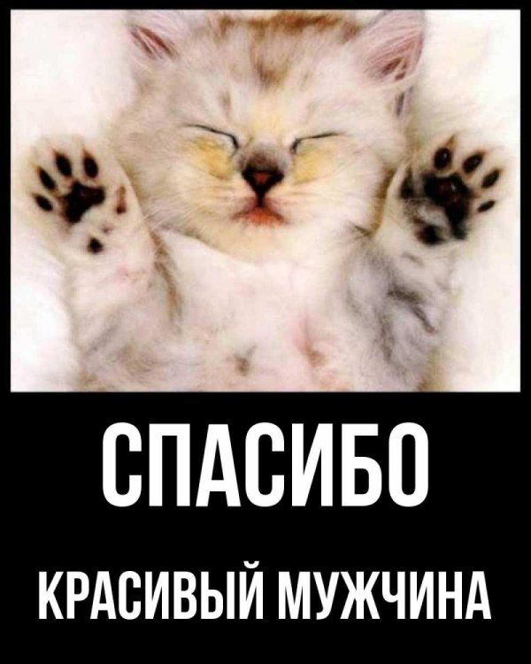спасибо кот