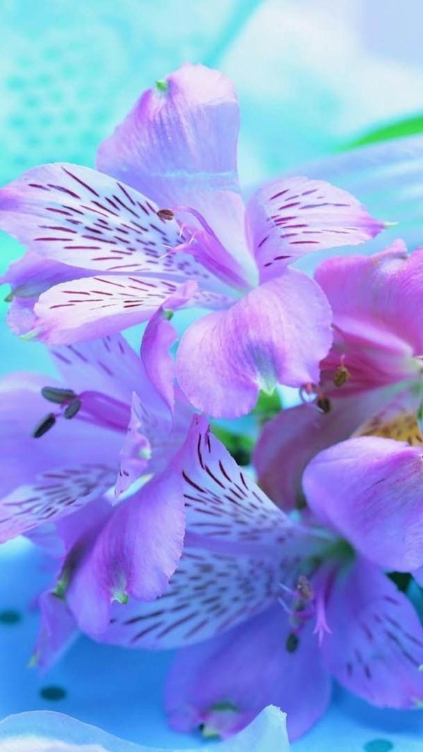 цветок альстромерии