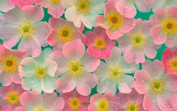 Для телефона с цветами