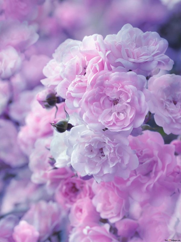 сирень эстетика