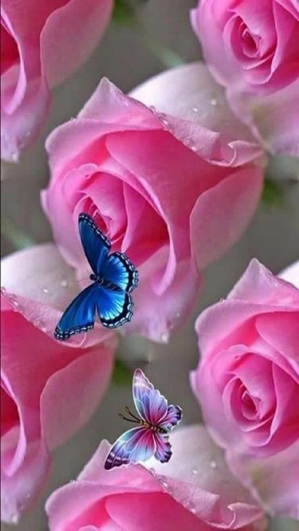 цветок красивый