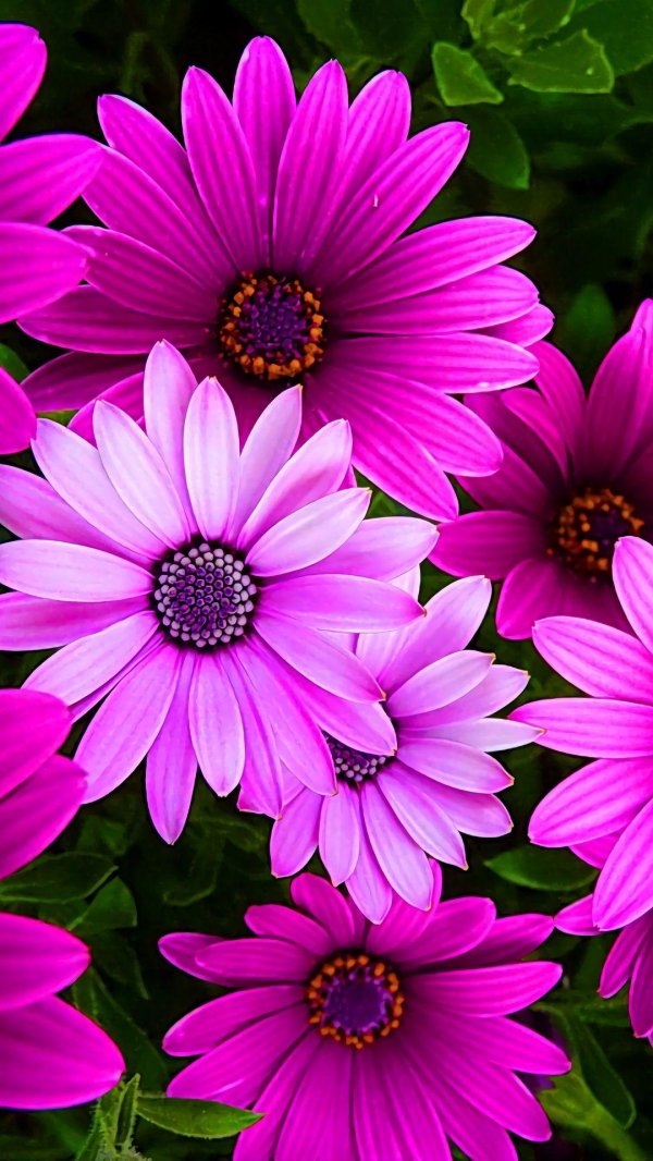 остеоспермум баллада