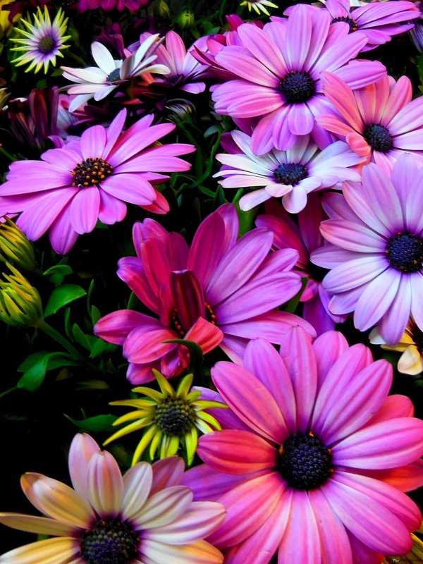 остеоспермум фиолетовый