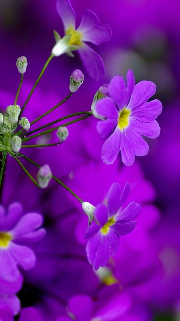 примула сиреневая многолетняя