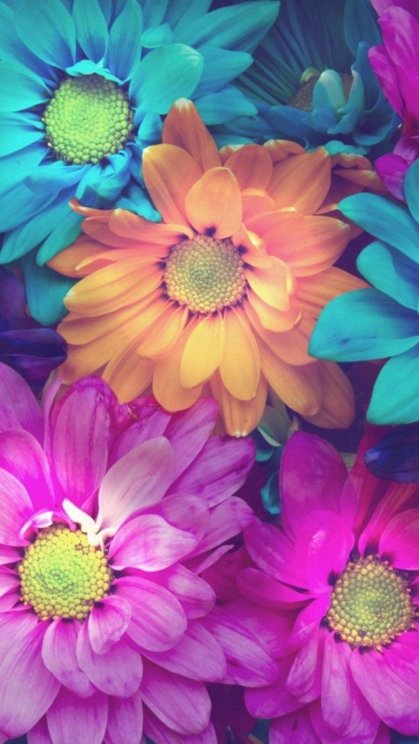 разноцветные цветы