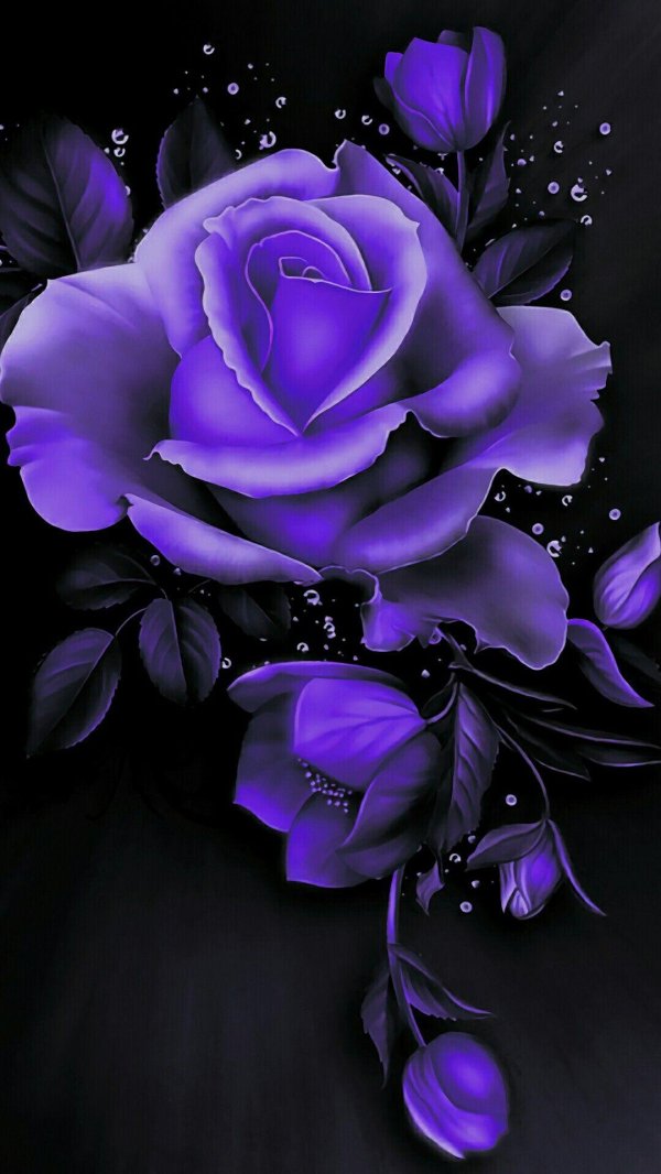 фиолетовые цветки