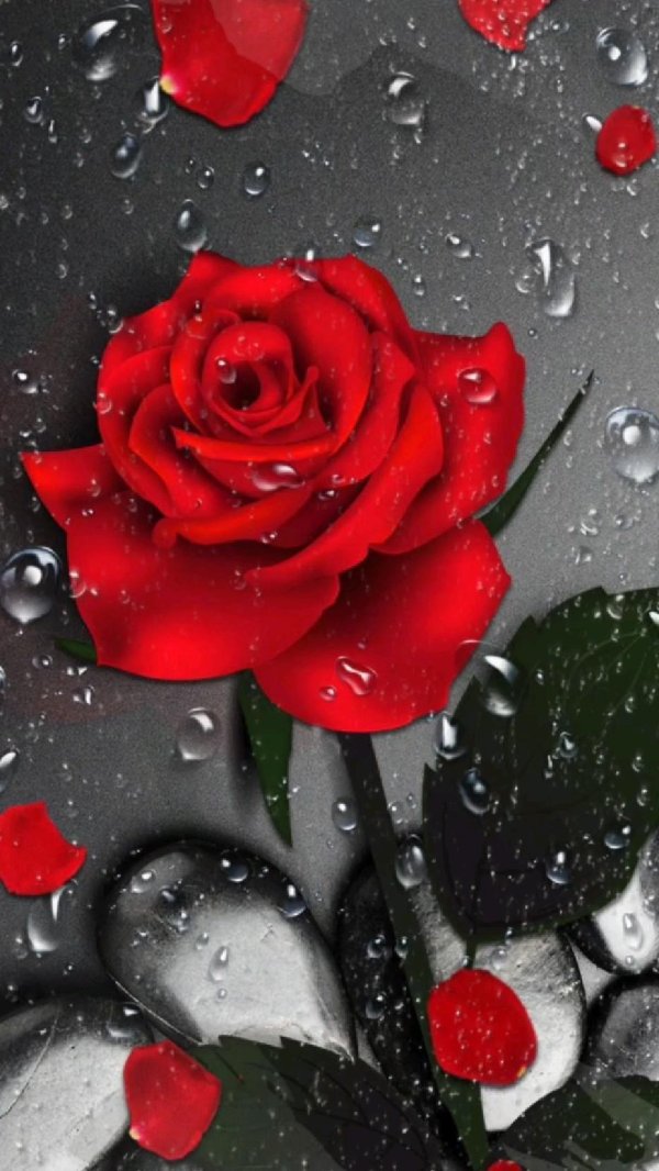 красная роза