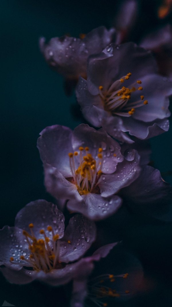 цветки вишни