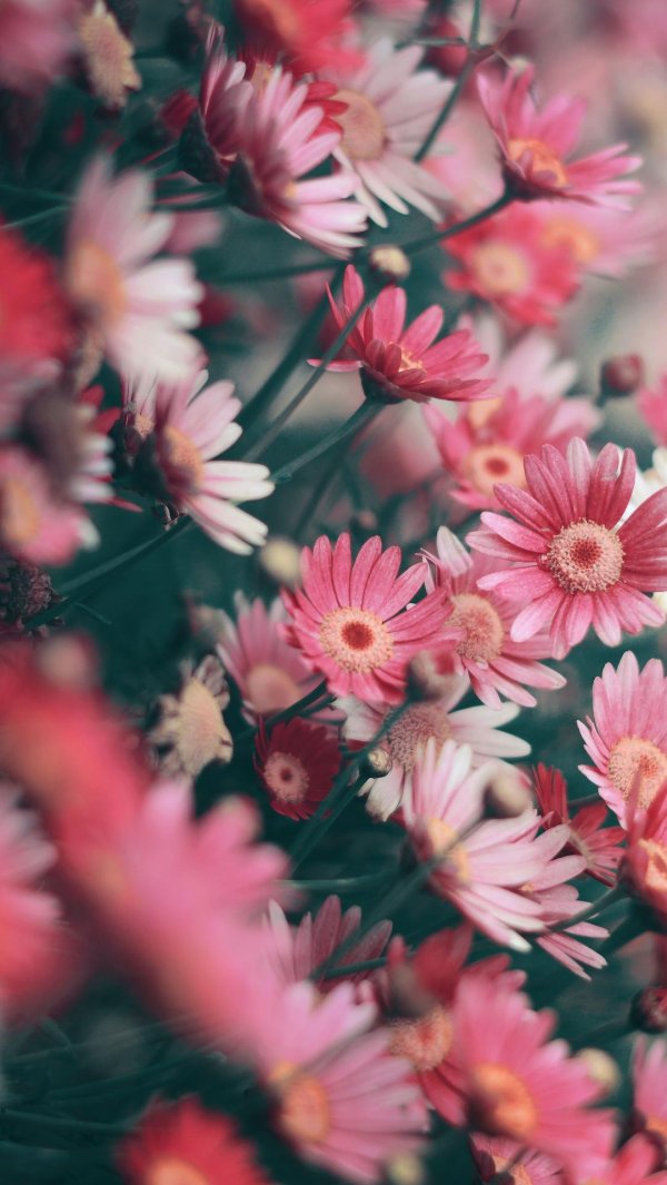 цветочные фоны