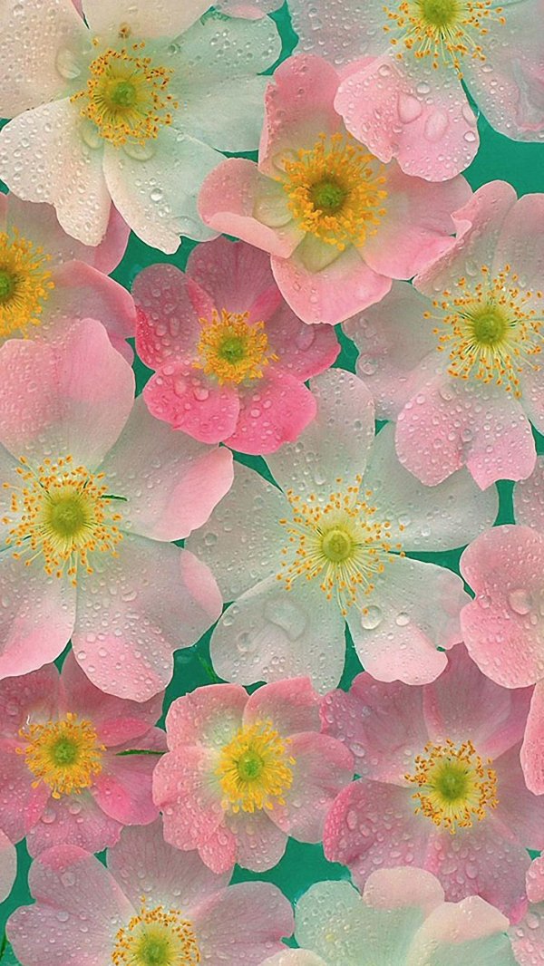 цветочные фоны