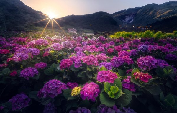 мадейра гортензии