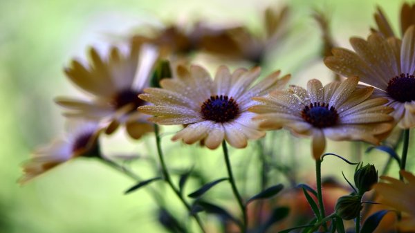 диморфотека африкан