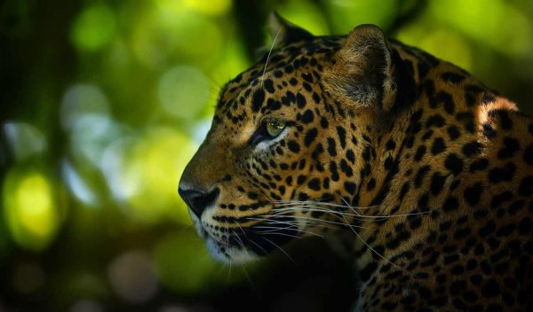 ягуар животное