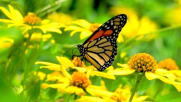 monarch butterfly