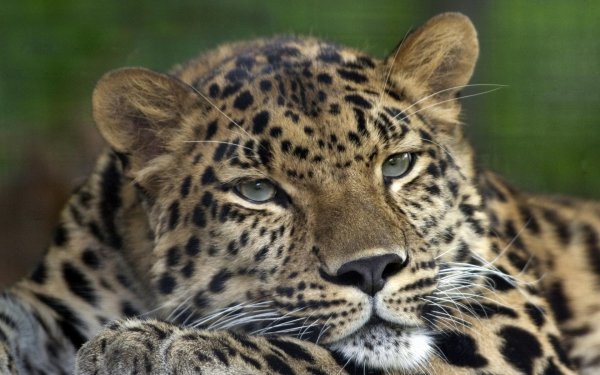 амурские леопарды