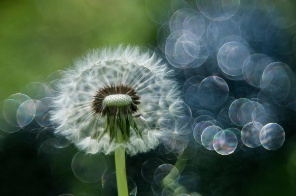 геншин одуванчики