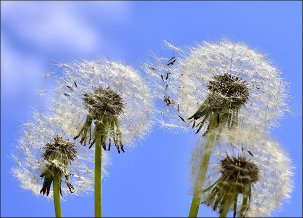 тяньшанский одуванчик
